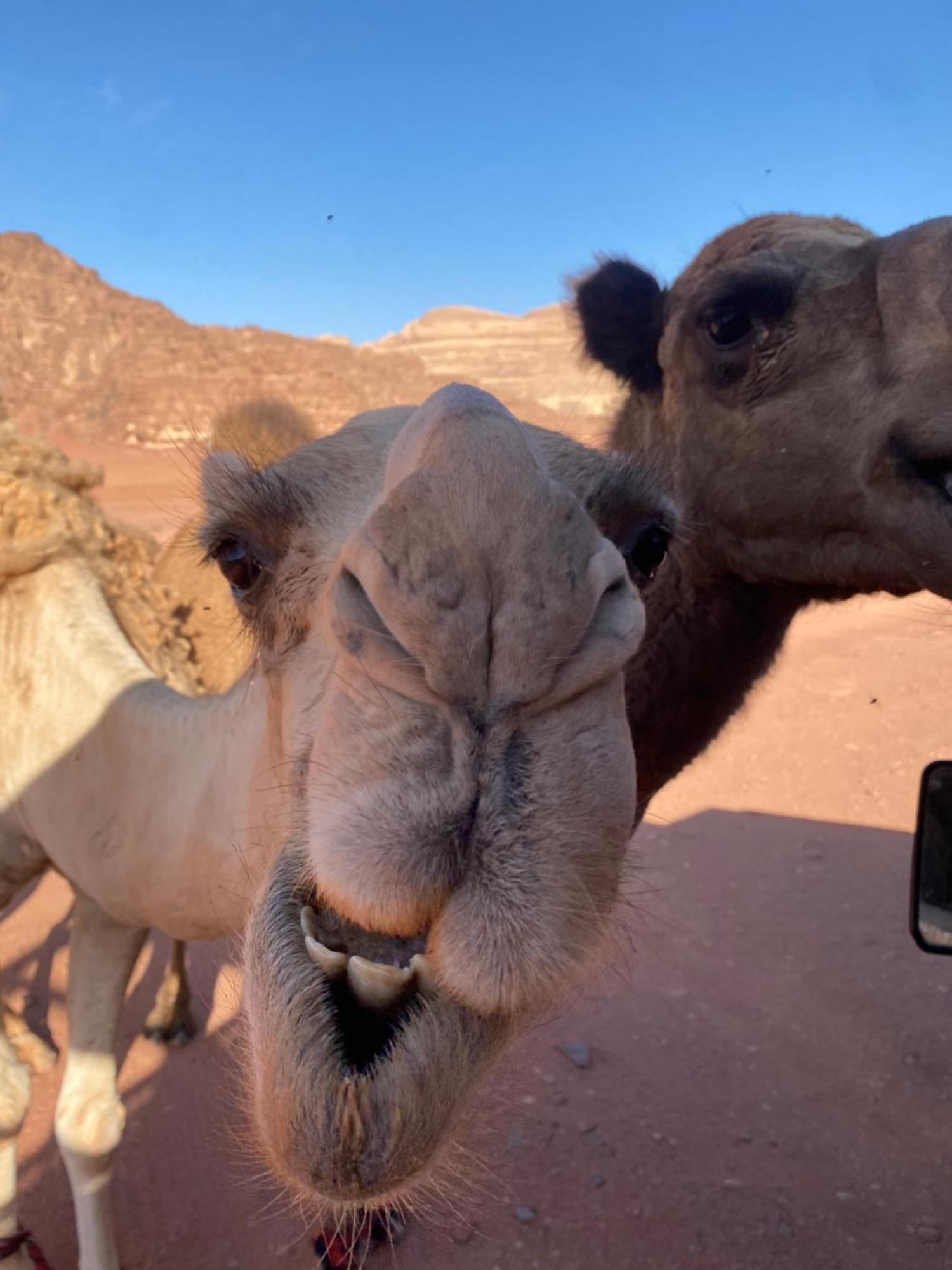 Wadi Rum Desert Heart Camp Bagian luar foto