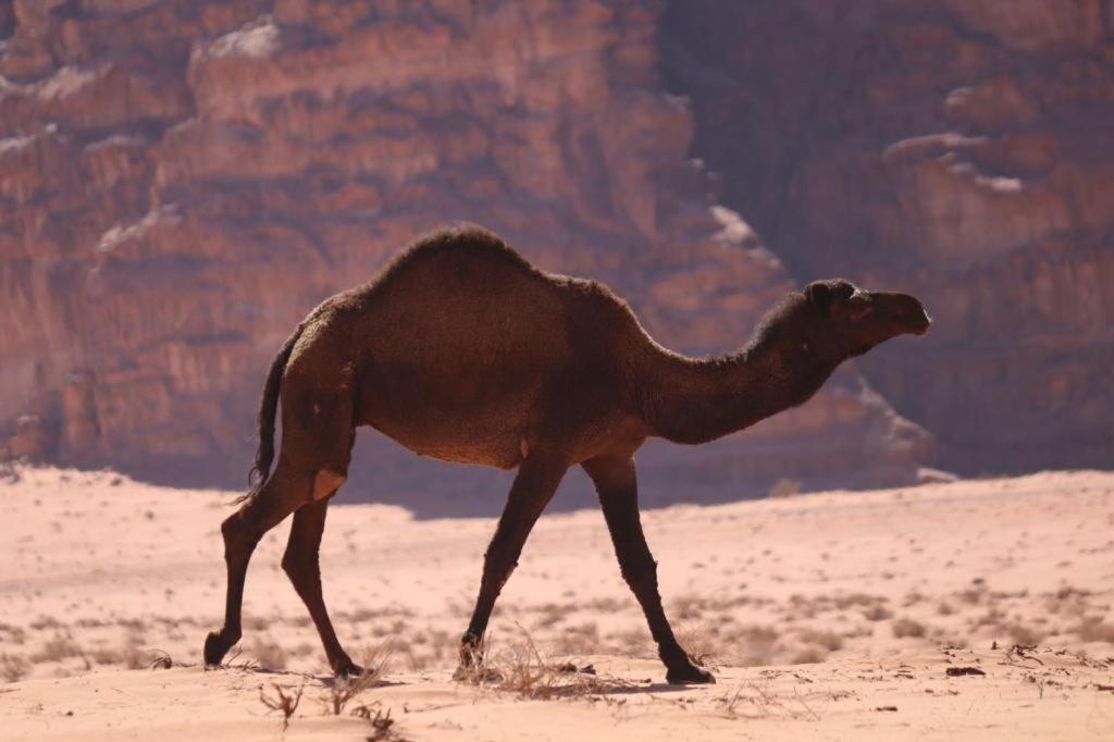 Wadi Rum Desert Heart Camp Bagian luar foto