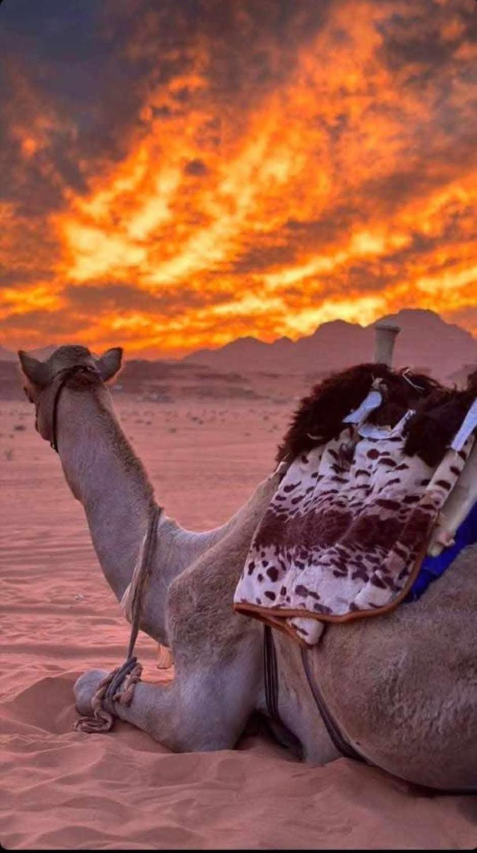 Wadi Rum Desert Heart Camp Bagian luar foto